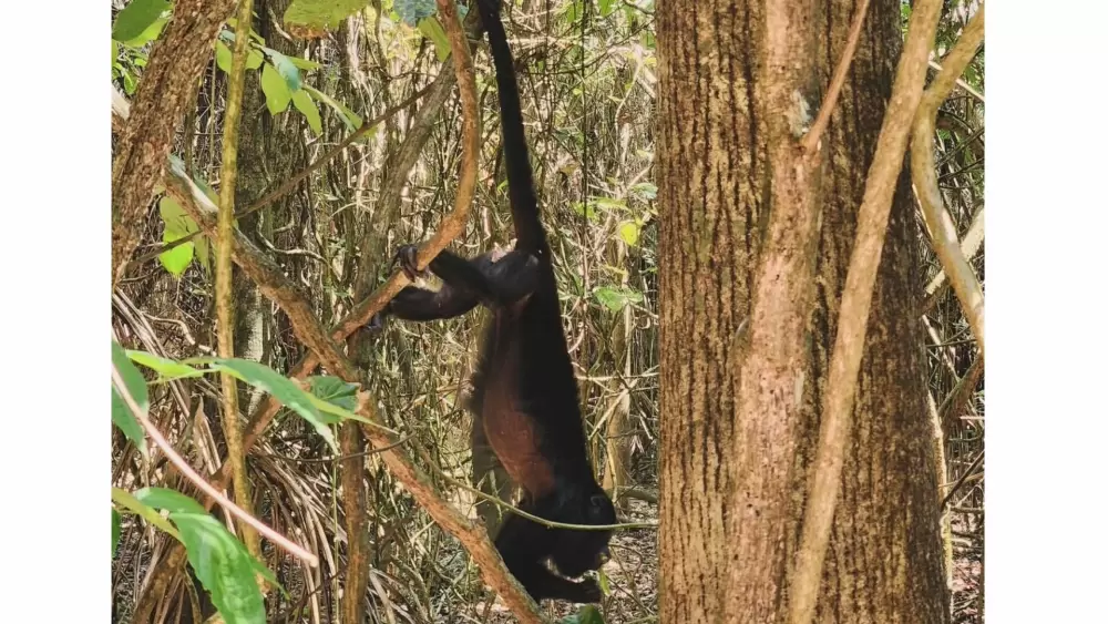 Monkey River